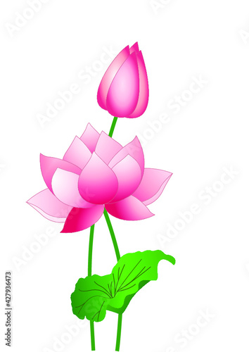 pink lotus flower © Аліна Бочевар