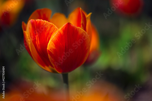 close up tulip