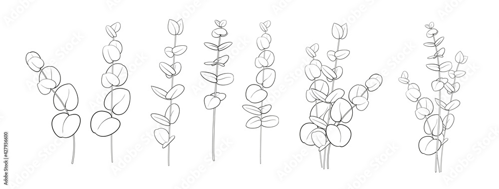 Set of differents eucalyptus branch on white background. Line art style with transparent background. - obrazy, fototapety, plakaty 