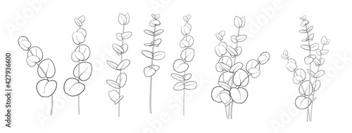 Set of differents eucalyptus branch on white background. Line art style with transparent background.