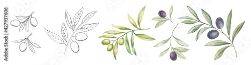 Set of differents olives branch on white background. Line art and watercolor style with transparent background.