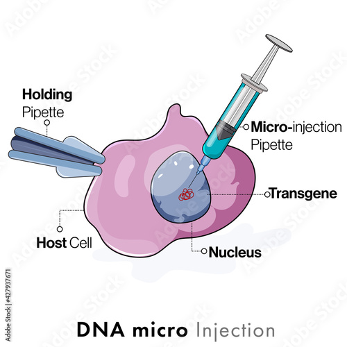 Illustration of DNA microinjection method of gene transfer.