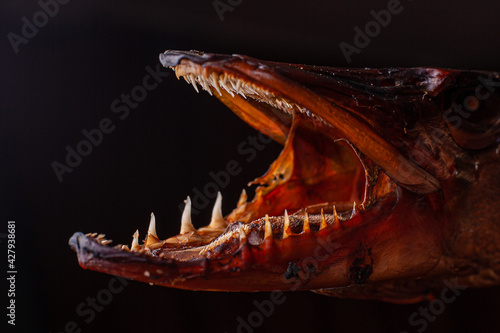 Smoked predatory fish Pike and its teeth