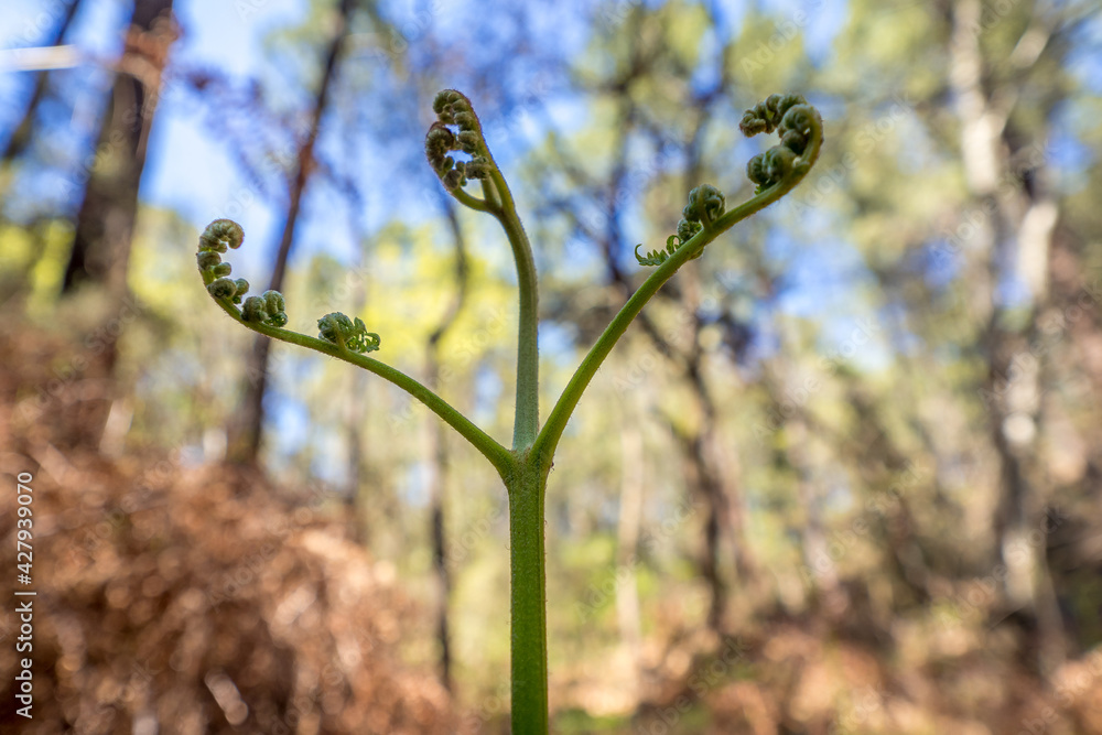A fern unfurls its leaves in a forest of the South of France
A fern unfurls its leaves in a forest of the South of France