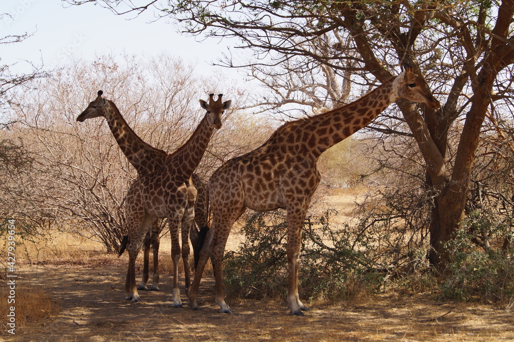 Obraz premium girafe senegal
