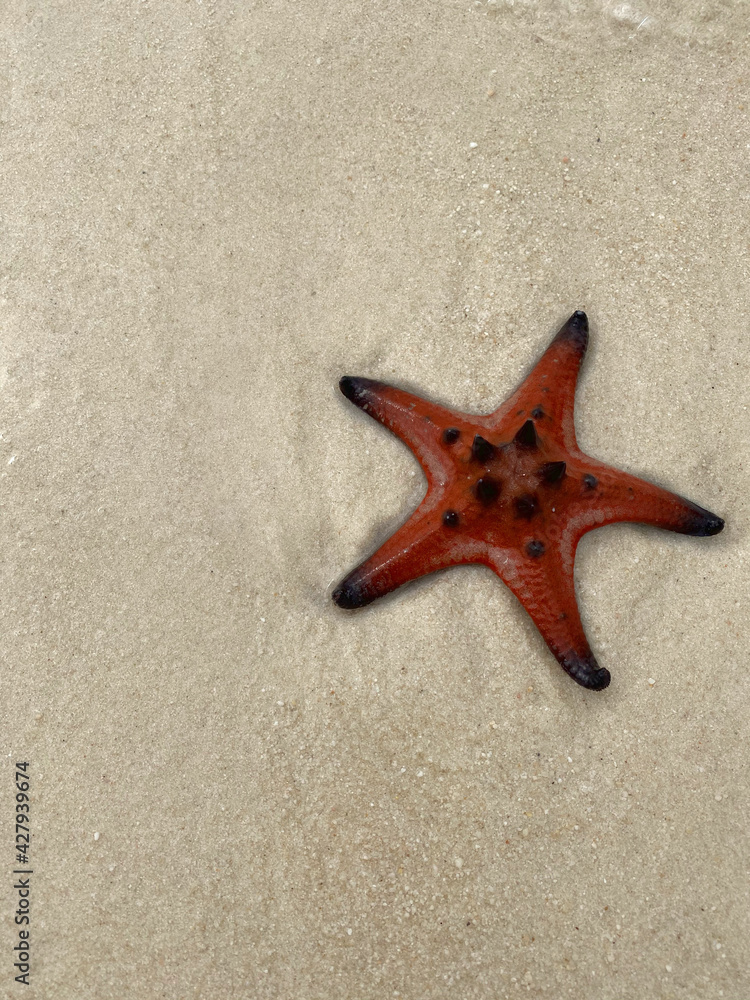 Lone red starfish upright on the beach Lone red starfish upright on the beach