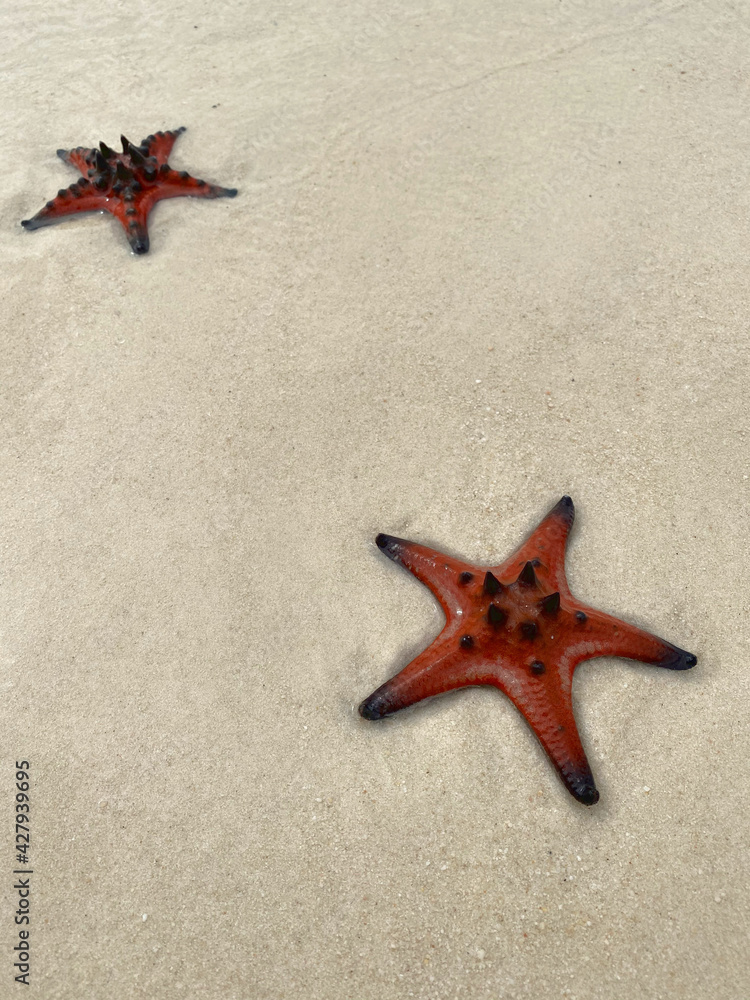 A pair of red starfish on the beach A pair of red starfish on the beach