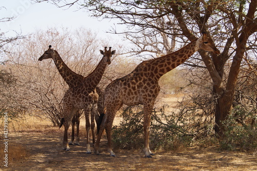 girafe senegal