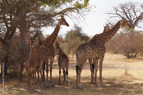 girafes senegal