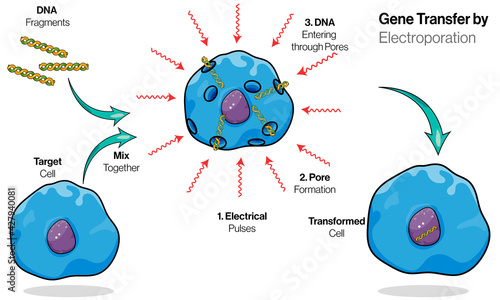 Gene transfer by electroporation.  photo