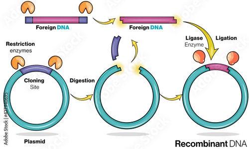 illustration of recombinant DNA technology.