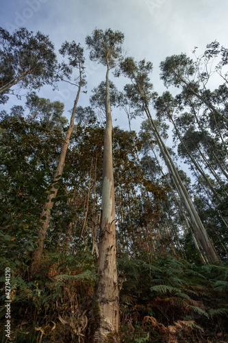 Low angle view of eucalyptus trees