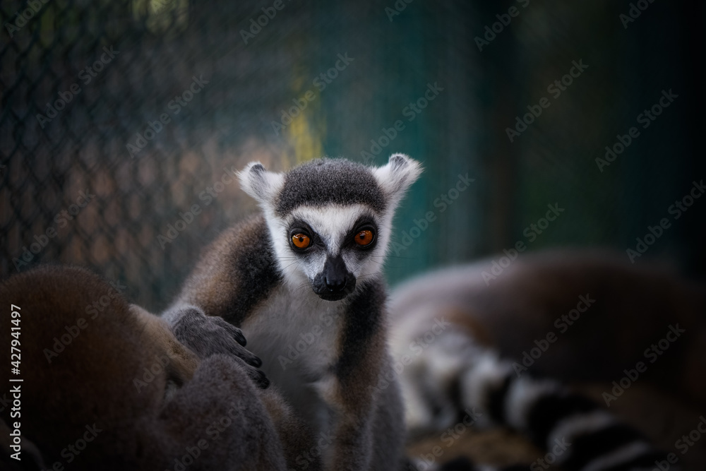Fototapeta premium Cute wild animal ring-tailed lemur photography.