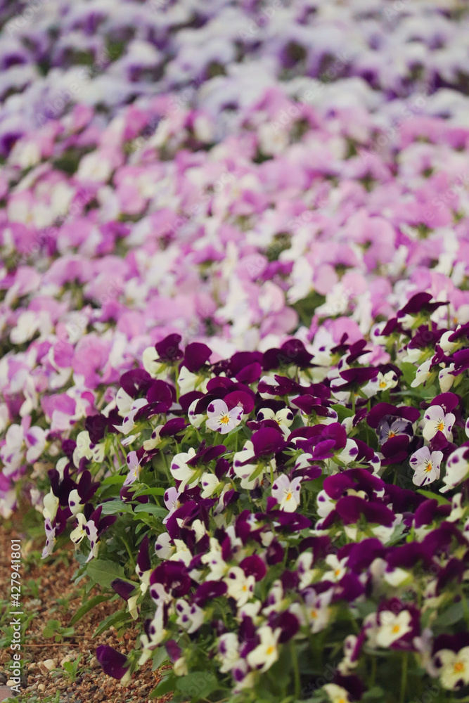 Obraz premium colorful flowers in the garden