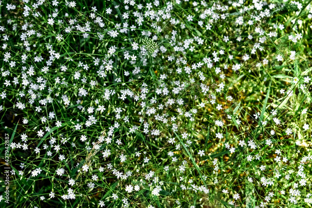 Floral texture of small white Stellaria graminea flowers on a green background of grass and leaves. Delicate elegant pattern of wildflowers