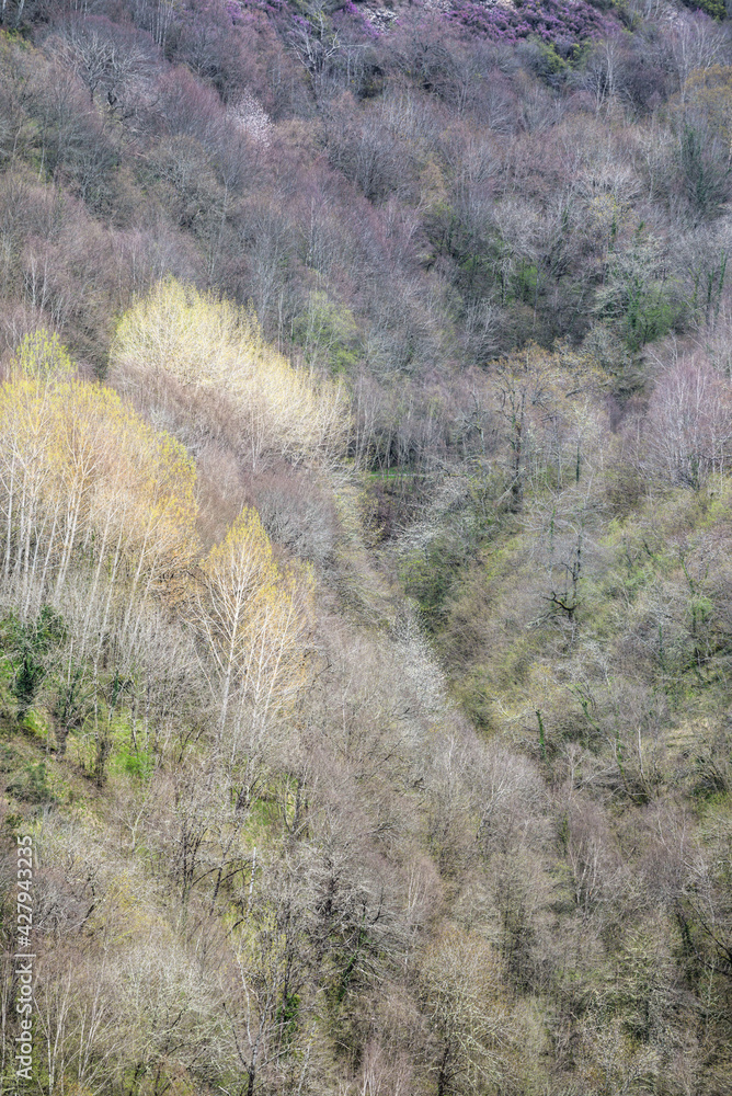 First spring shoots in some tree species among still bare forests First spring shoots in some tree species among still bare forests