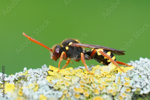 Closeup of a female colorful orange horned nomad cuckoo bee (Nomada fulvicornis) photo