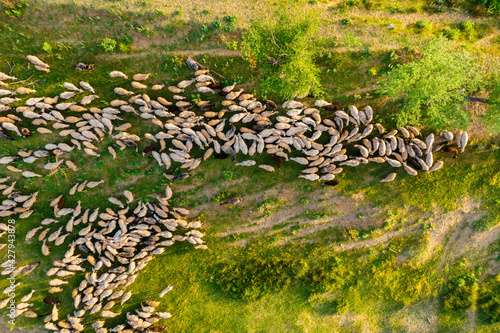 Aerial view at the sheeps herd. Landscape with animals from drone. View from ...