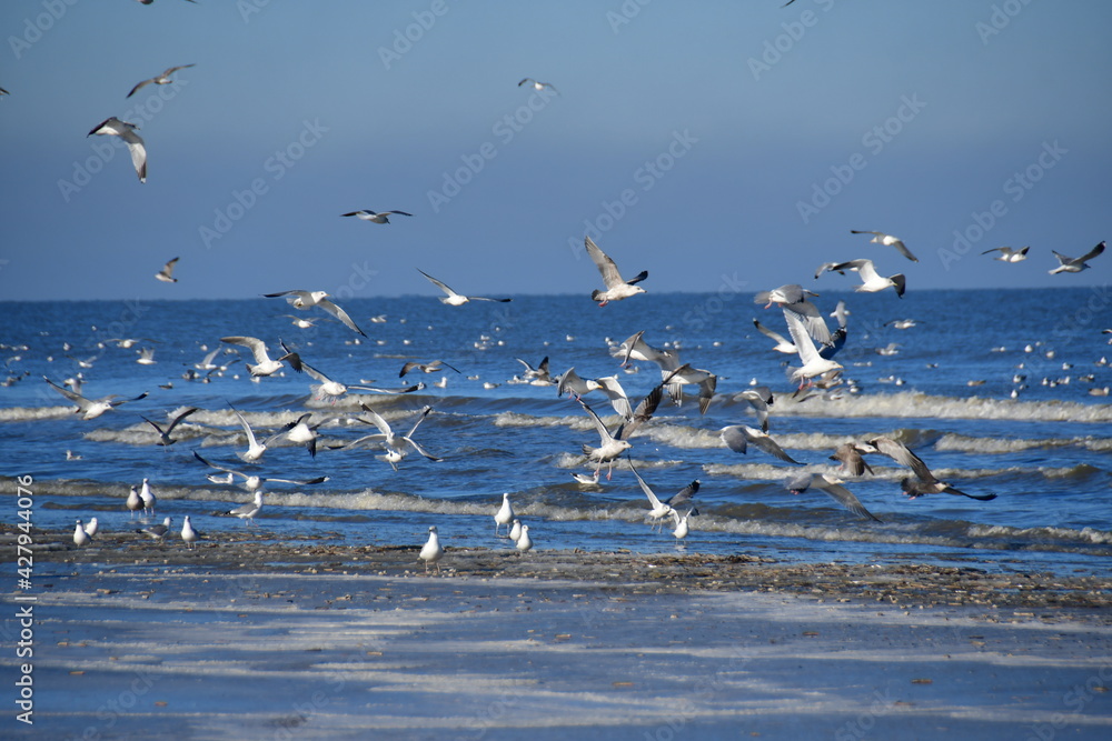 Fototapeta premium Möwenschwarm Nordsee