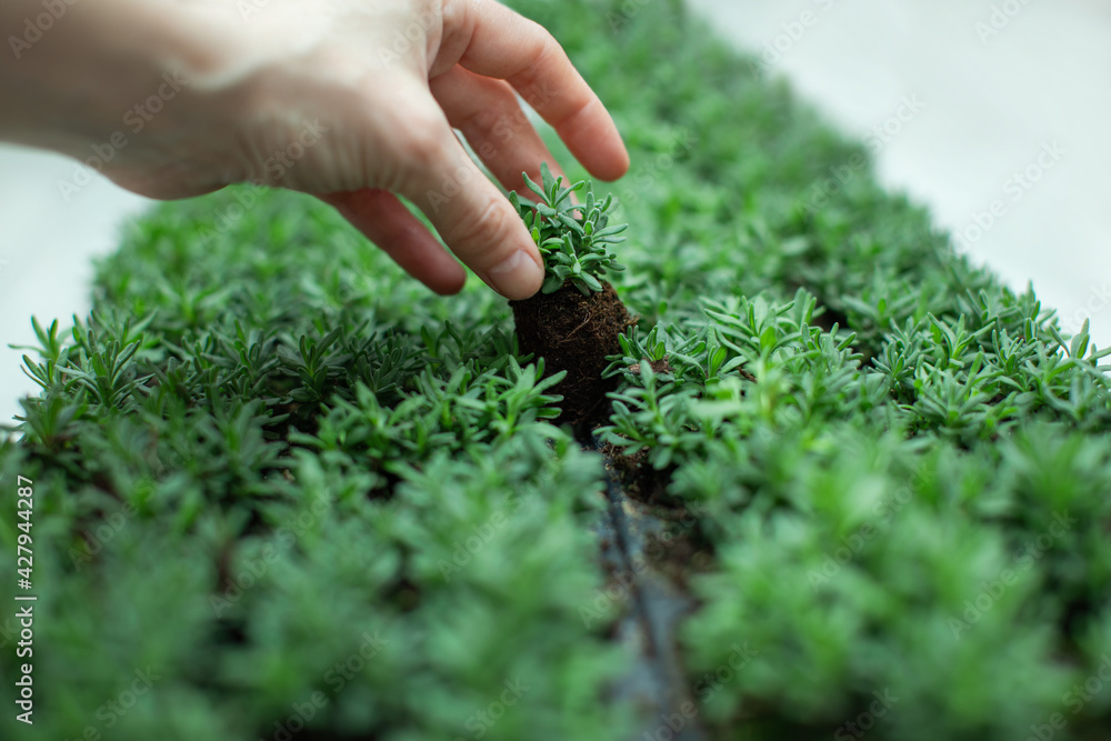 Fototapeta premium planting young lavender plants