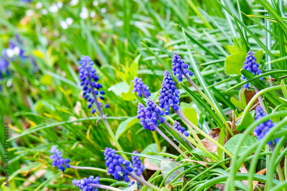 Early Spring Flowers, Grape Hyacinth and Wildfowers in a Garden Border Early Spring Flowers, Grape Hyacinth and Wildfowers in a Garden Border