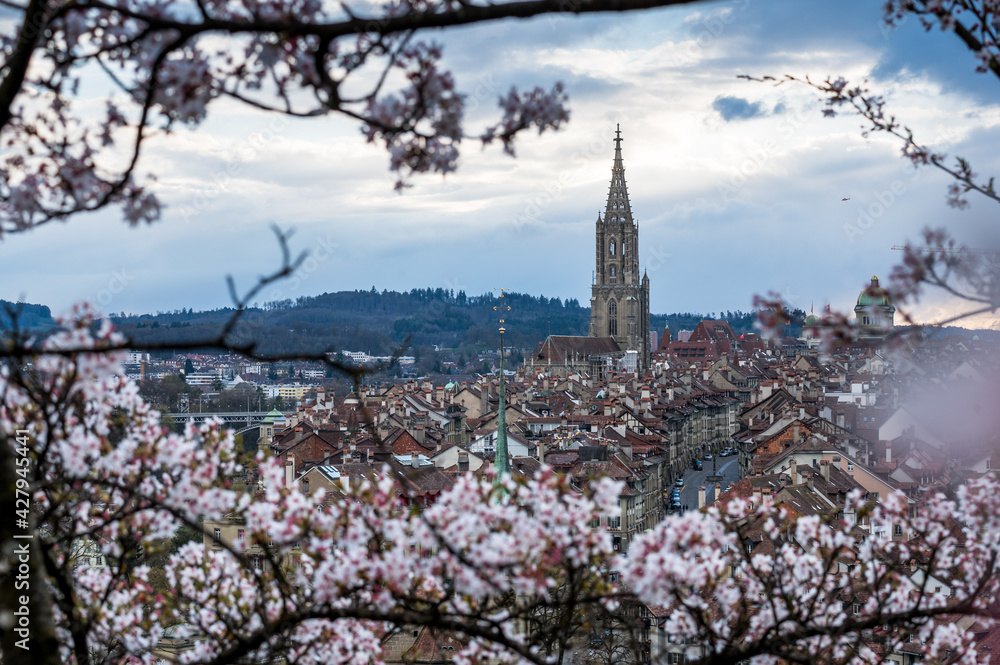 cherry blossom in Berne