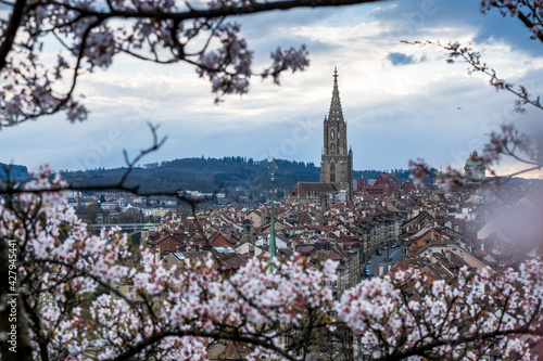 cherry blossom in Berne