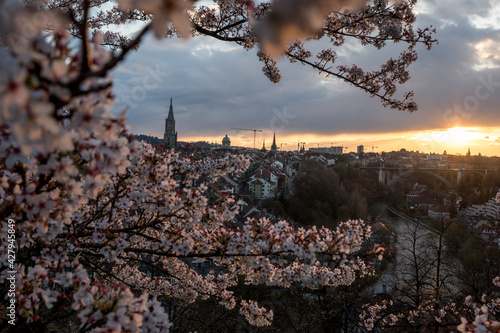 Wallpaper Mural fantastic sunset during cherry blossom with the oldtown of Bern, Switzerland Torontodigital.ca