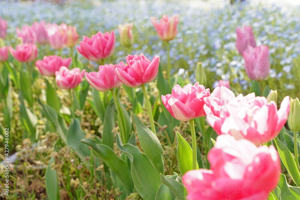 Nemophila blue flowers and pink tulip flowers are blooming at HIbiya park in April spring season. Nemophila blue flowers and pink tulip flowers are blooming at HIbiya park in April spring season.