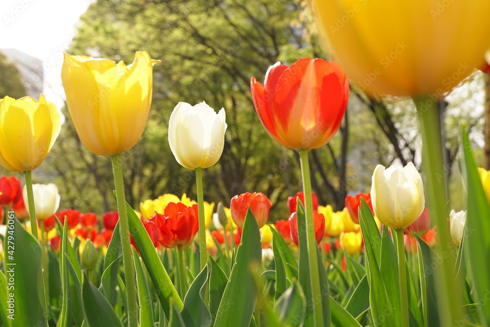 Obraz premium Red, yelow and white tulip flowers are blooming at HIbiya park in April spring season.