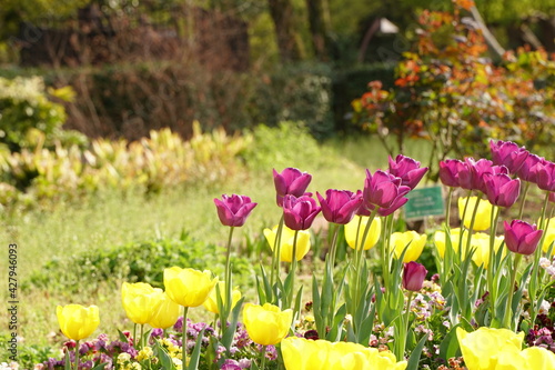 Purple tulip and yellow tulip flowers are blooming at HIbiya park in April spring season.