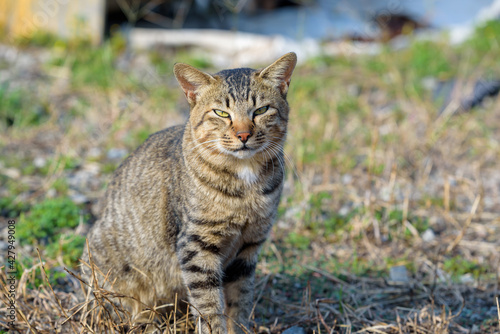 Stray cat, Brown tabby cat © pikumin