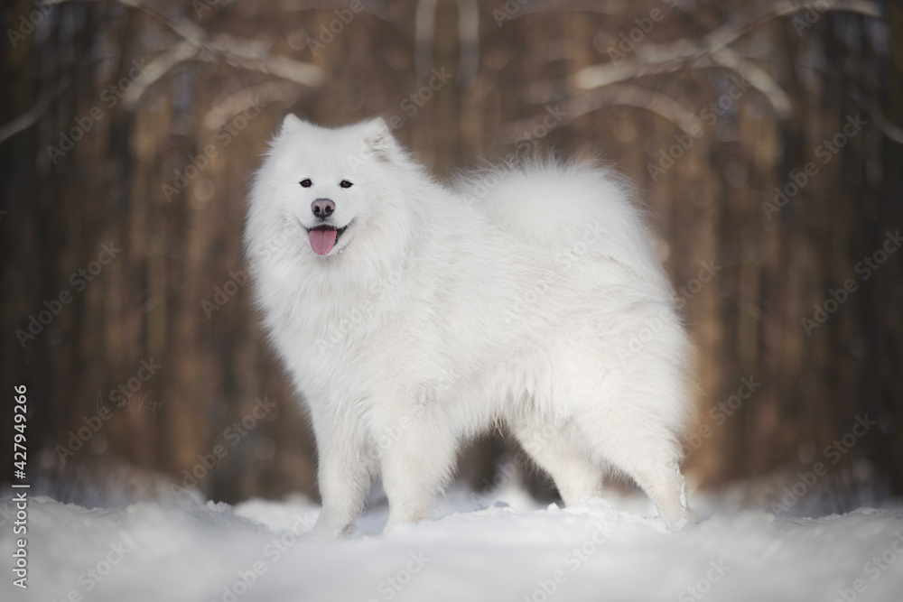 Samoyed dog in snow Samoyed dog in snow