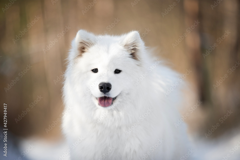 white samoyed dog portrait of head