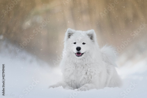 Bild auf Leinwand white samoyed dog in snow