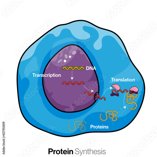 Illustration of mechanism of protein synthesis or translation  in eukaryotic cells.