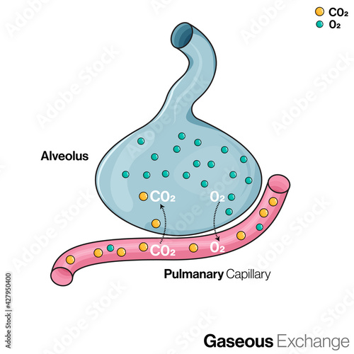 Illustration of gaseous exchange between Alveoli and Blood vessel in Lungs of human body.