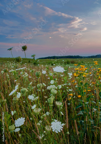 636-71 Queen Ann's Lace Sunset photo