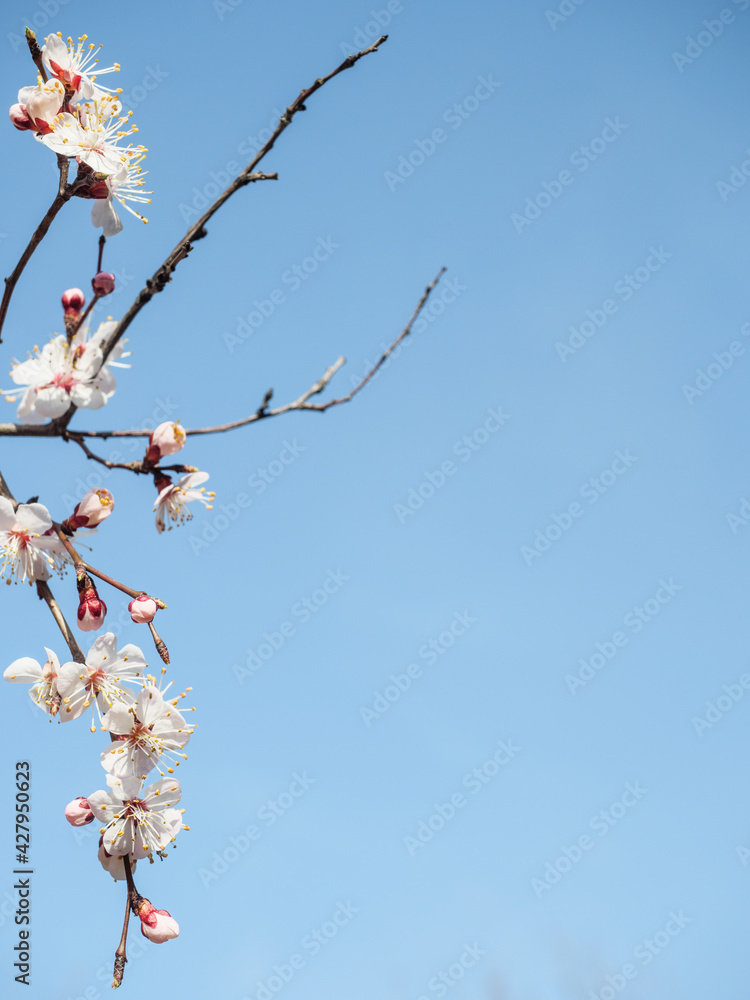 Branch of a blossoming tree on a blue background. Copy space. Branch of a blossoming tree on a blue background. Copy space.