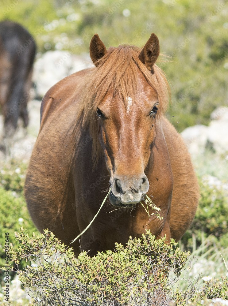 Obraz premium Il cavallino della Giara (acheta, akkètta, cuaddeddu in lingua sarda) è una razza endemica della Sardegna, confinata nell'altopiano della Giara di Gesturi