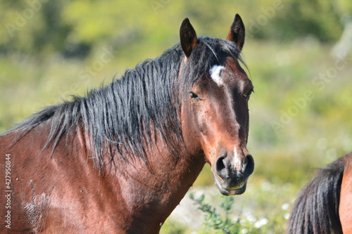 Il cavallino della Giara (acheta, akkètta, cuaddeddu in lingua sarda) è una razza endemica della Sardegna, confinata nell'altopiano della Giara di Gesturi © Fabio Presutti