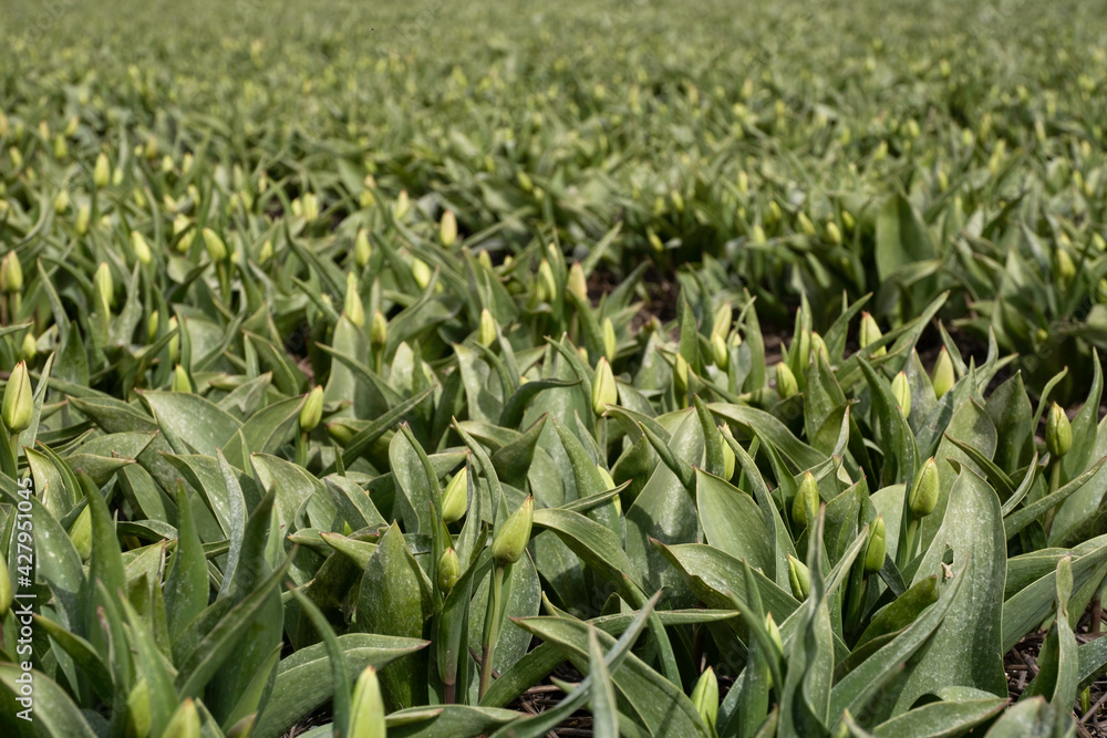 Obraz premium Close up of green tulips buds in a tulip field at the beginning of spring. Fresh young tulips. Focus on the tulip buds in the front, blurred background