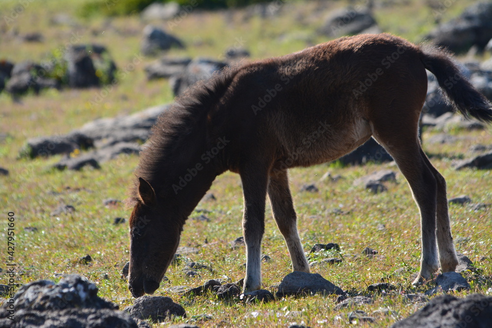 Il cavallino della Giara (acheta, akkètta, cuaddeddu in lingua sarda) è una razza endemica della Sardegna, confinata nell'altopiano della Giara di Gesturi Il cavallino della Giara (acheta, akkètta, cuaddeddu in lingua sarda) è una razza endemica della Sardegna, confinata nell'altopiano della Giara di Gesturi