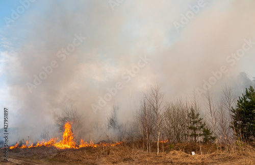 Forest fire burning, Wildfire close up at day time