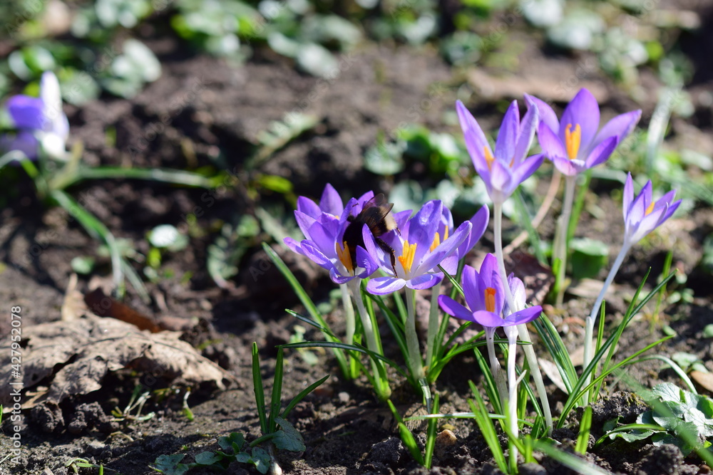 Crocusflower with a bumble bee on a meadow in the park Crocusflower with a bumble bee on a meadow in the park