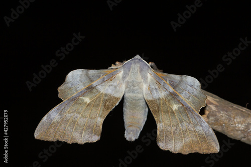 Laothoe populi (poplar hawk-moth), nocturnal butterfly on dark background, animal concept photo