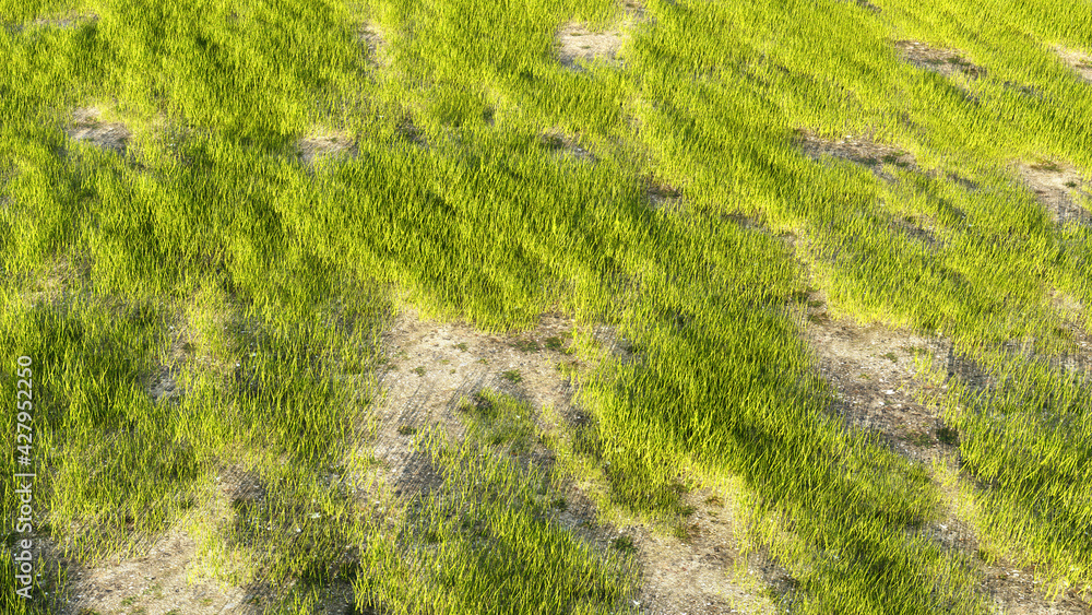 green moss on the ground green moss on the ground