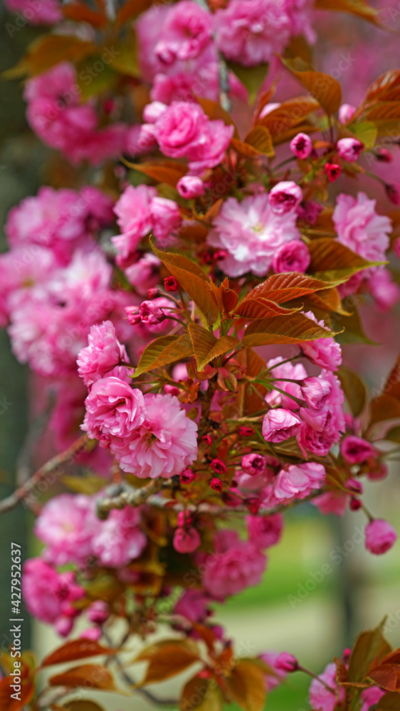 cherry blossoms in full bloom in April cherry blossoms in full bloom in April