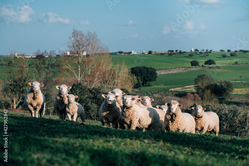 Group of sheep eating green pasture in the valley