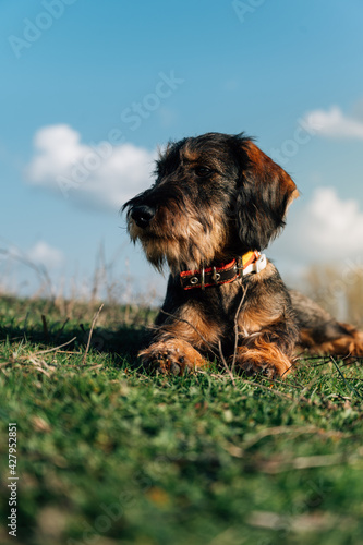cute dachshunds puppy with nature background